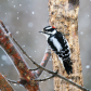 Downy Woodpecker