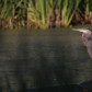 Basking Great Blue Heron