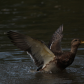 Bathing Mallard