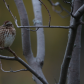 Chubby Song Sparrow
