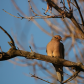 Mourning Dove at Sundown