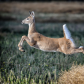 White Tailed Deer