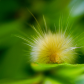 Caterpillar