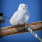 Snowy Owl