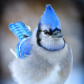 Angry Bird