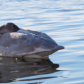 A tired swan