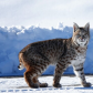 Bobcat strolling down the road.