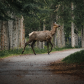 Elk Crossing