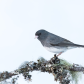 Dark Eyed Junco