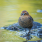 Rusty Blackbird