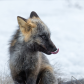 Wild and Beautiful