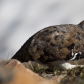 Alpine Wanderer