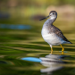 Greater Yellowlegs