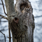 Hidden Owl