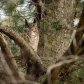Guardian of the Forest
