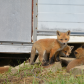Baby Red Foxes