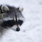 Curious  Raccoon