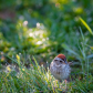 Swamp Sparrow