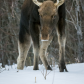 Snow Warrior