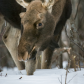 Foraging in Winter