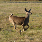 White Tail Deer running