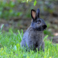 Melanistic Eastern Cottontail rabbit