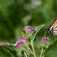Pollinators 