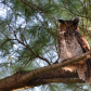 Great Horned Owl
