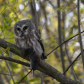 Northern Saw-whet Owl