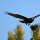 Rough-legged Hawk Dark Morph 