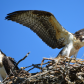 Juvenile Osprey 