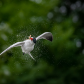 Caspian Tern spinning in mid-air