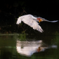 Caspian tern catching a fish