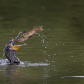 A cormorant is feeding on a catfish