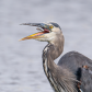 A great blue heron feeding on fish