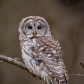 Barred Owl looking back a me