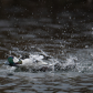 Bufflehead chasing each other