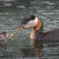 Red-necked grebe feeding its young kid