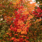 Autumn Colours