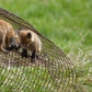 Red Fox pups 