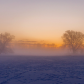 Winter, Trees and Mist
