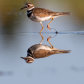 Killdeer Reflection