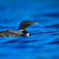 Blue Loon