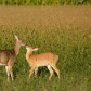 Three Bucks