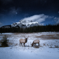 Elk Beneath the Stars