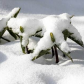 Trilliums Under Snow