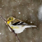 Gold Finch caught in a snow storm
