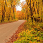 Fall Foliage