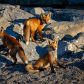 Fox Photoshoot