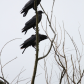 Three Crows Down